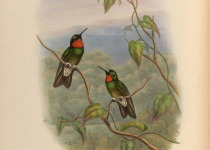 Purple-throated Sunangel