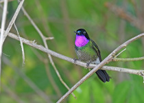 Purple-throated Sunangel