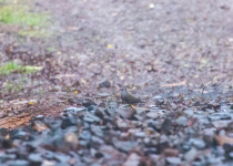 Purplish-backed Quail-Dove