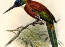 Purplish Jacamar