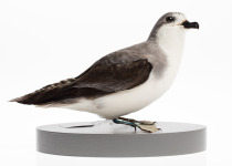 Pycroft's petrel
