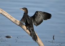 Pygmy Cormorant
