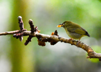 Pygmy Flowerpecker
