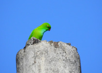 Pygmy Hanging Parrot