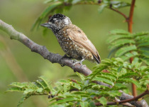 Pygmy Piculet