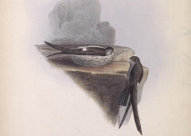Pygmy Swiftlet