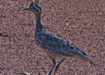 Quebracho crested tinamou