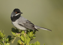 Rüppell's Warbler