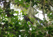 Réunion Paradise Flycatcher