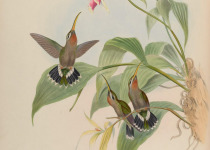 Racket-tailed Coquette