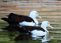 Radjah Shelduck