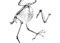 Raggiana Bird-of-Paradise