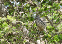 Raimondi's Woodpecker