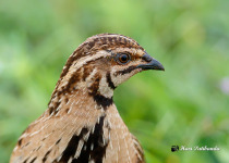 Rain Quail