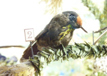 Rainbow-bearded Thornbill