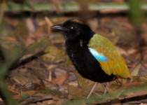 Rainbow Pitta