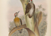 Ramsay's Woodpecker