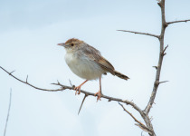 Rattling Cisticola