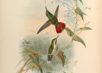 Recurved-billed Avocet