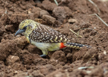 Red-and-yellow Barbet