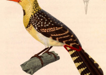 Red-and-yellow Barbet
