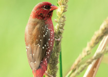 Red Avadavat