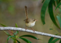 Red-backed Fairywren