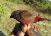 Red-backed Firefinch