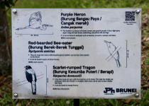 Red-bearded Bee-eater