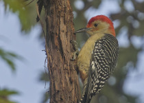 Red-bellied Woodpecker