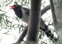 Red-billed Blue Magpie