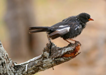 Red-billed Buffalo Weaver