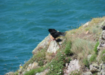 Red-billed Chough