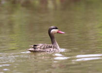 Red-billed Duck