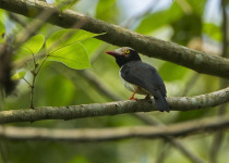 Red-billed Helmetshrike