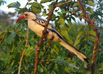 Red-billed Hornbill