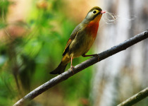 Red-billed Leiothrix