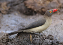 Red-billed Oxpecker