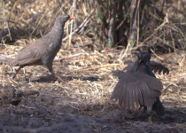 Red-billed spurfowl