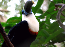 Red-billed Toucan