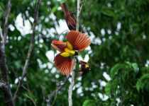 Red Bird-of-Paradise