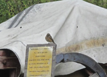 Red-breasted Flycatcher