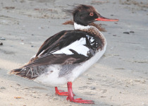 Red-breasted Merganser