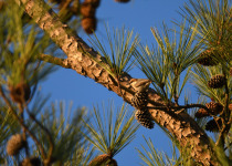 Red-breasted Nuthatch