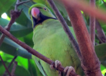 Red-breasted Parakeet