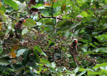 Red-breasted Parakeet