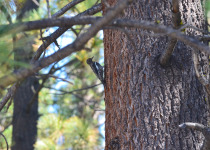 Red-breasted Sapsucker