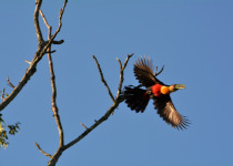 Red-breasted Toucan