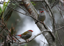 Red-browed Finch
