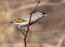 Red-browed Pardalote